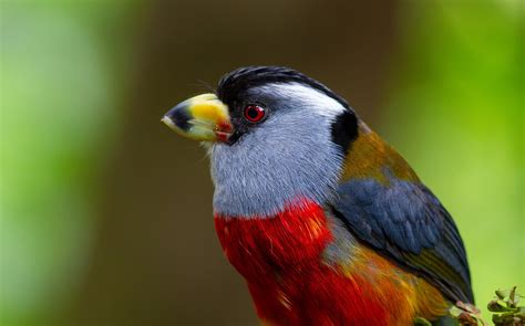 Colombia Andes Intro — Red Hill Birding