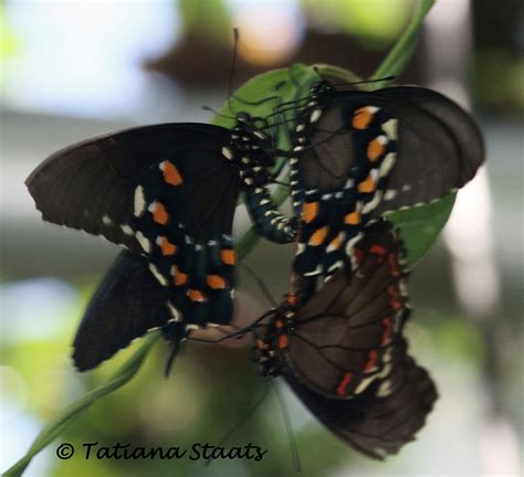 Pipevine Swallowtail Battus philenor (Linnaeus, 1771) | Butterflies and ...