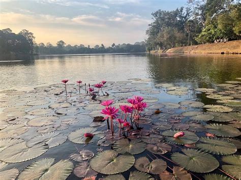 Escape Route To The Serene Beauty Of Gulawat Lotus Valley