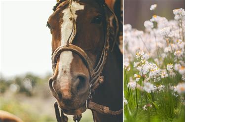 Image result for Python Web App Data Visualization