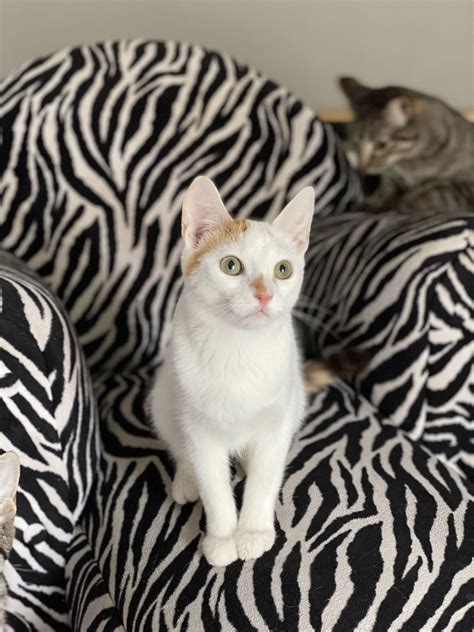 Cat Lounge - O’Malley Alley Cat Rescue