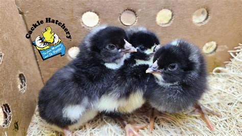 Barred Rock Chicks The Plymouth Barred Rock Chicken