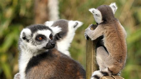 Wallpaper lemurs, animals, glance, family, mom, cub hd, picture, image