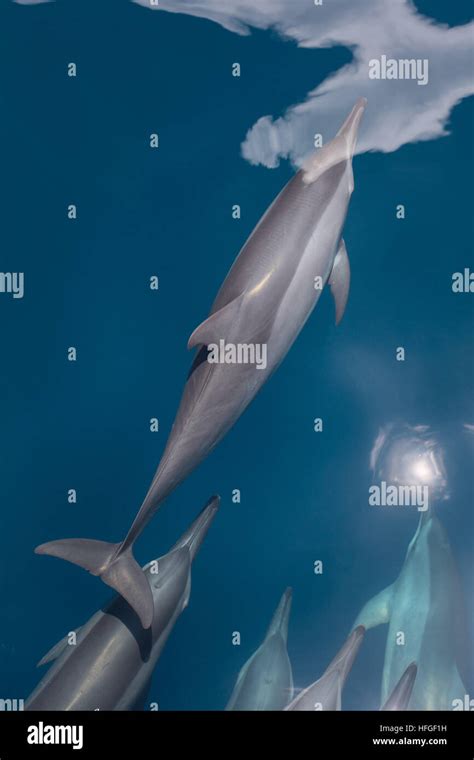 Image result for Dolphin Evolution