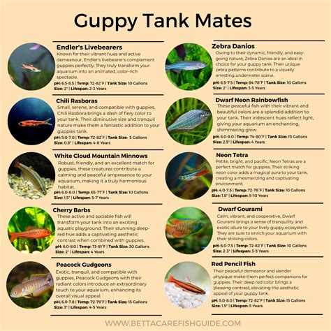 Guppy Care: COMPLETE Guide To Ensuring Your Guppies Thrive