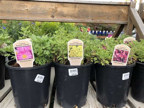 Growing perennial mums in your garden 🌸 🌿 Discover the joys of these ...