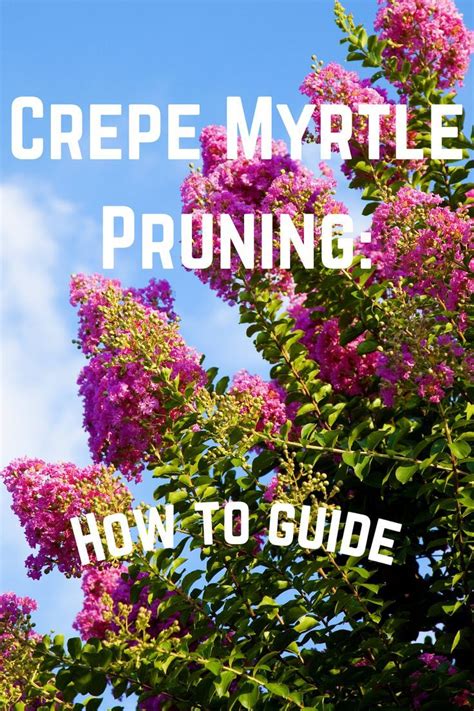 Image result for Pruning Crape Myrtle Tree