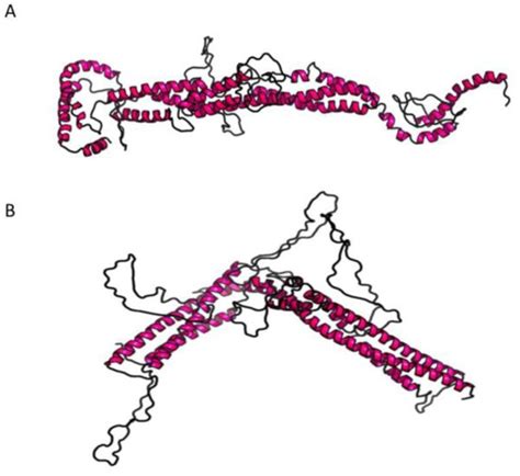A Novel Mutation in the Stalk Domain of KIF5A Causes a Slowly ...