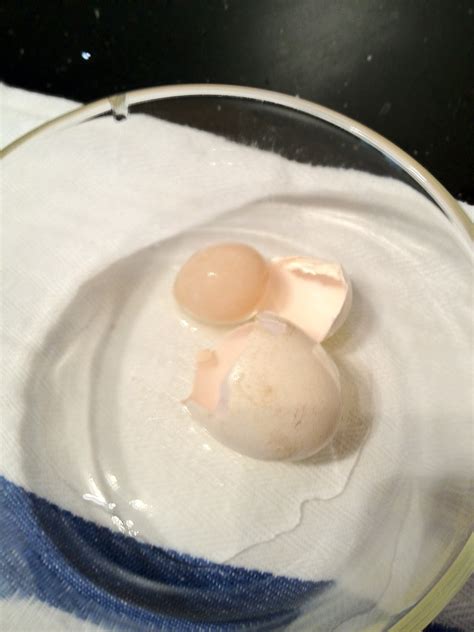Tiny egg inside an egg. - Murano Chicken Farm