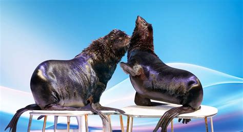 Dubai Dolphinarium: Dolphin Shows, Swims, And Family Fun