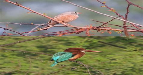 PHOTOS: 11 Spectacular Birds Captured At Pune's Vetal Tekdi