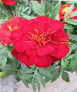 Dbbrothers Hybrid Red marigold/merigold/genda flower seeds Seed Price ...