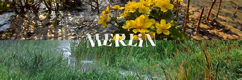 Image result for Merlin Project
