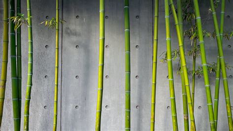 Download wallpaper 2560x1440 bamboo, stems, plant, green, concrete ...