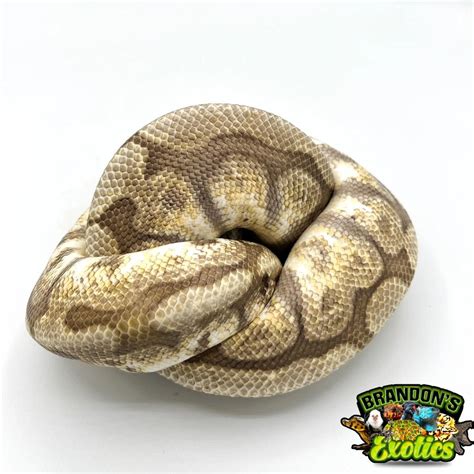 Image result for Lesser Ball Python
