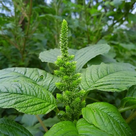 Amaranthus