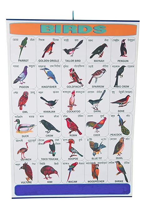 CRAFTWAFT WALL HANGING BIRDS ROLLING CHART (24X30 INCH) : Amazon.in ...