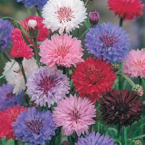 Creative Farmer Flower Seeds : Corn Flower- Frosty Mixed Hybrid Garden ...