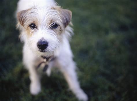Are There Different Breeds Of Jack Russell Terriers