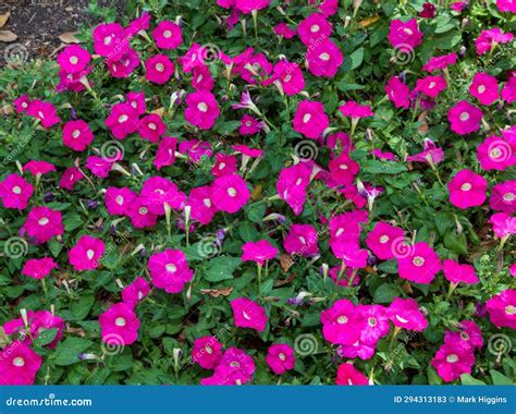 Convolvulaceae stock image. Image of plant, convolvulus - 294313183