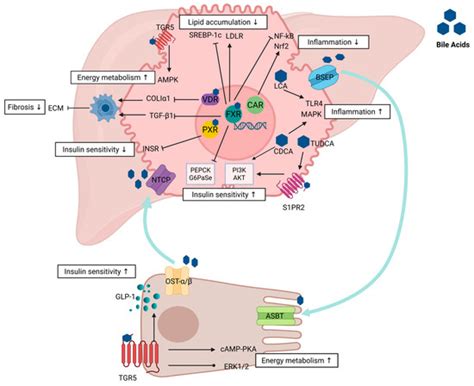 Multifaceted Interactions Between Bile Acids, Their Receptors, and MASH ...