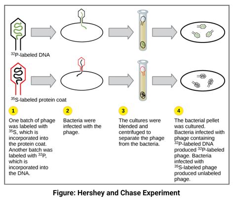 DNA Experiments (Griffith & Avery, McCarty, MacLeod & Hershey, Chase)