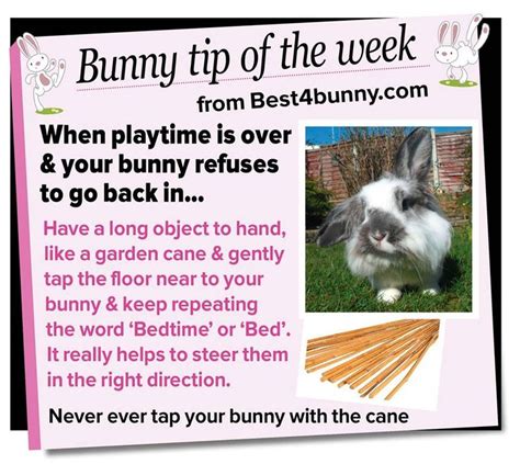 Bildergebnis für bunny tips and tricks