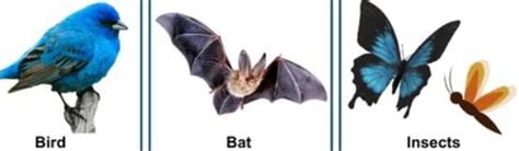 Adaptation in Animals- 1 Free MCQ Practice Test with Solutions - Class 4
