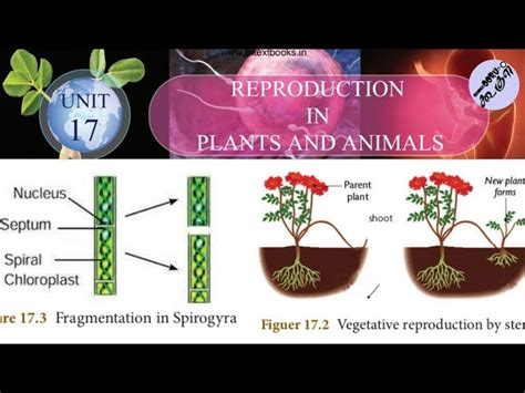 Image result for Vegetative Reproduction Daily Examples