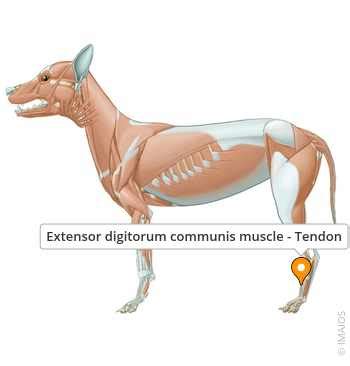 Extensor digitorum communis muscle - Tendon - vet-Anatomy - IMAIOS