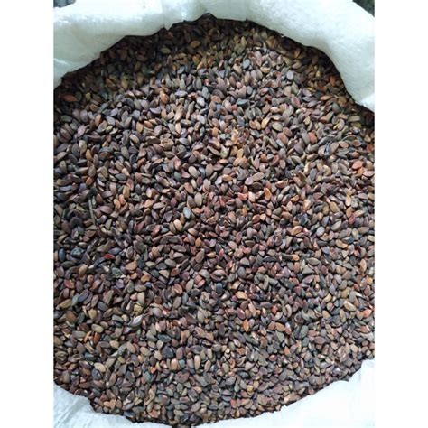 EasySeeds Amla , Indian gooseberry ,Amalaka, Phyllanthus emblica,Nilli ...