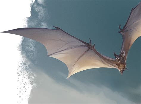 Image result for Giant Bat Java