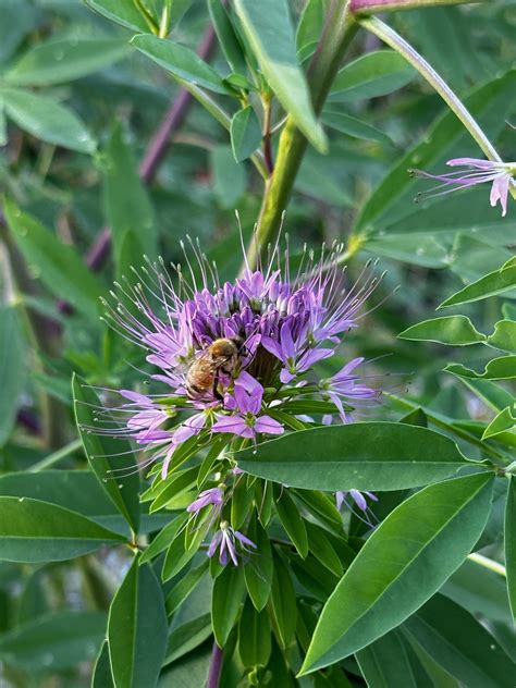 JeffCo Master Gardeners: Rocky Mountain Bee Plant by Megan Snow