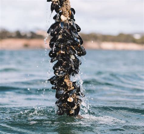 Image result for Is Mussel Is Bad When Is Open