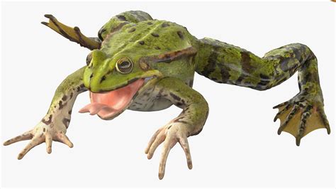 Image result for Frog Mesh Tutorial Maya