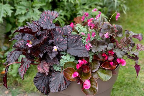 Container Plants for Shade: A Guide to Thriving in Low Light Environments