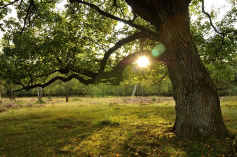 Leerweg Deep Ecology - Thuis in het Bos