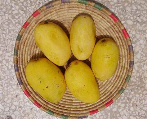 Popular Mango Varieties That You Should Know About | popular mango ...