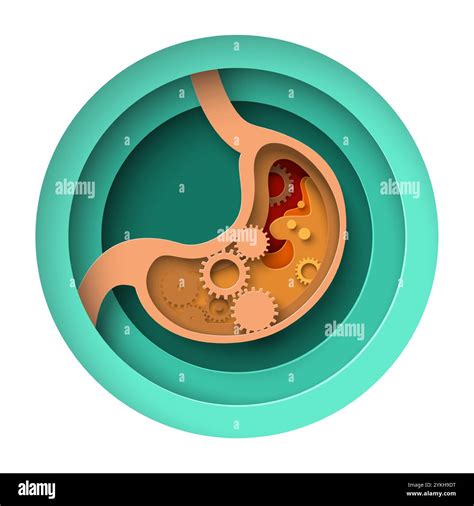 Digestion Process 的图像结果