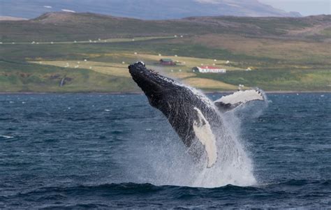 Láki Tours | Whale Watching in Iceland | Snæfellsnes & Westfjords