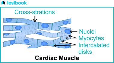 Image result for Cardiac Muscle Labelled Diagram