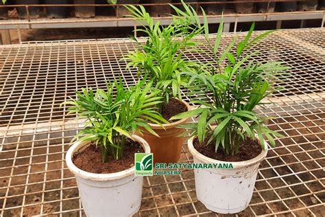 Best Nursery In Kadiyam -Sri Satyanarayana Nursery