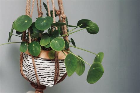 Beautiful Work Info About Common Indoor Hanging Plants Sloth Succulent ...