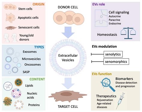 Definition Of Extracellular Vesicles at Scott Pratt blog