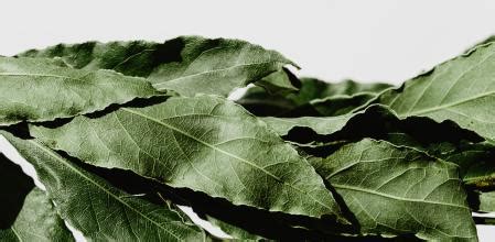 5 remedios caseros contra las cucarachas