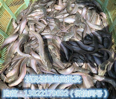 越南巴沙鱼养殖加工厂，鲶鱼捕捞后切割成无刺鱼柳！_凤凰网视频_凤凰网