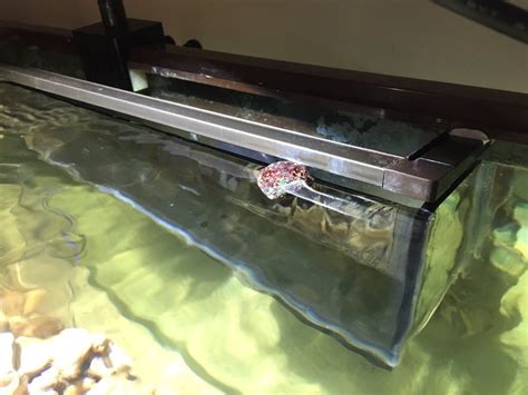 Image result for Reef Overflow Box