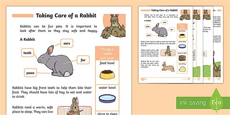 How To Care For Rabbits