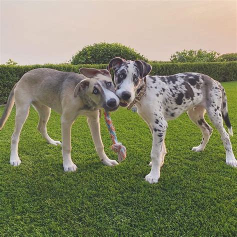 Great Dane Husky Mix: Your Best Guide To A Gentle Giant