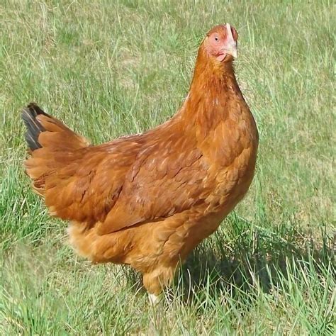 Image result for Hen Design Algorithm
